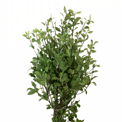 Pittosporum Nigra arlotti