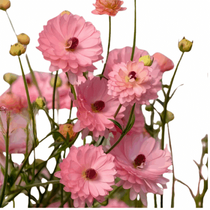 Ranunculus Moderna Venus Pk rp