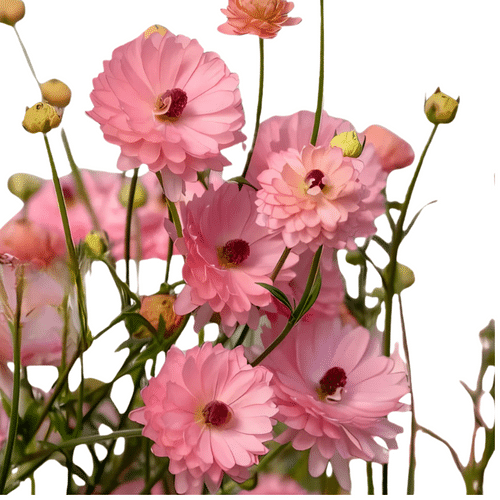 2f3401b6-9b51-4b3d-b166-7f121fac3b42.png Ranunculus Moderna Venus Pk rp - Image 1