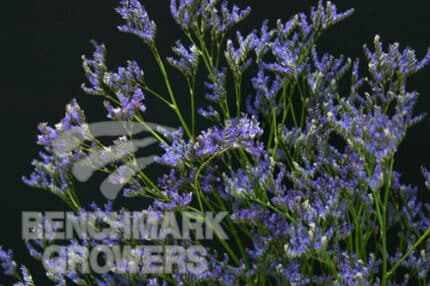 Limonium safora hosa
