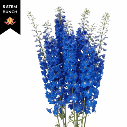 Delph Elatum Dark Blue valleflor 10
