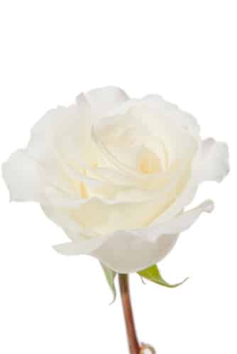 Rose MtEverest 70cm ecuanros
