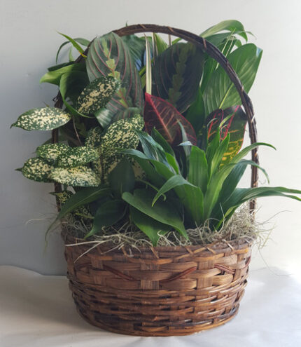 11" BASKET DISHGARDEN