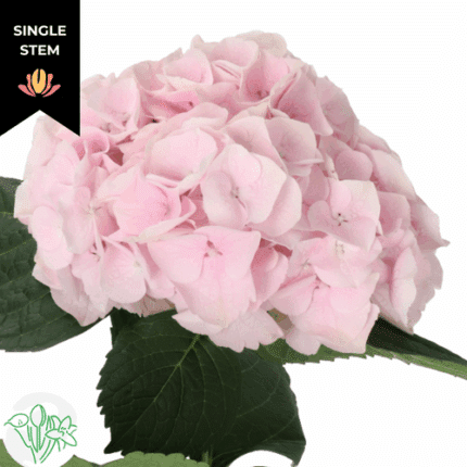 Hydrangea My Beautiful Pink To