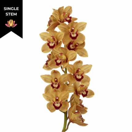 Cymbidium Valencia holl(STEM)