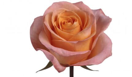 Rose CoralReef 50cm qual