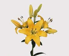Yell bella donna hyb lily p&f