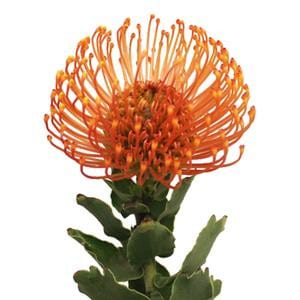 Pins Org Soleil splendor(STEM)