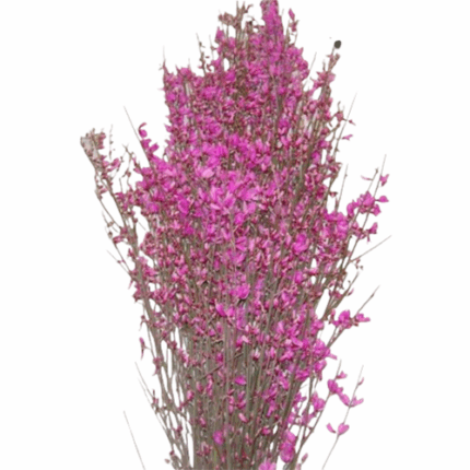 Ginestra Fushia mellano