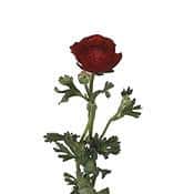 Ranunculus wht camflor