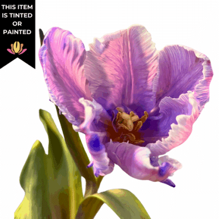 Tulip Cabana Lavender canada
