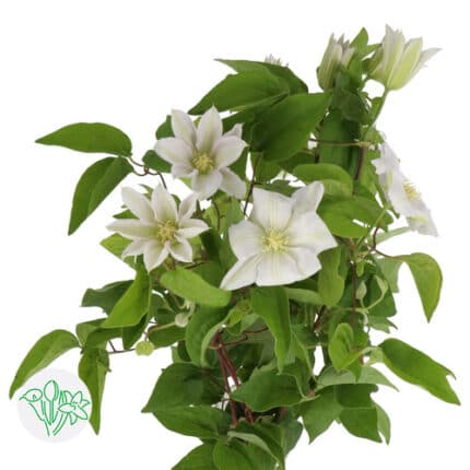 Clematis Amazing Vienna 60cm w