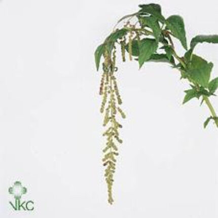Amaranthus CaudMira holl