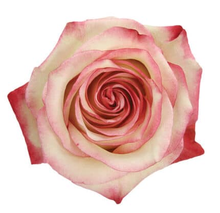 Rose Paloma 60cm sunrite