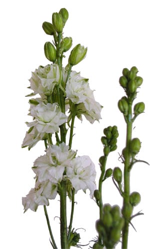 Larkspur White can.