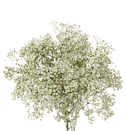 2fa3ae3b-0c7d-4d84-a131-1a19b9d4f266.png Baby'sBreath Million Star sole - Image 1