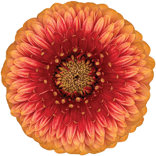 2fbbecc2-5c01-4e5b-9e1d-2a9ae1826db0.png Gerber Pom Beaker can - Image 1