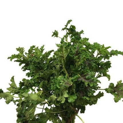 Geranium Chocolate camflor - GERAN COCO