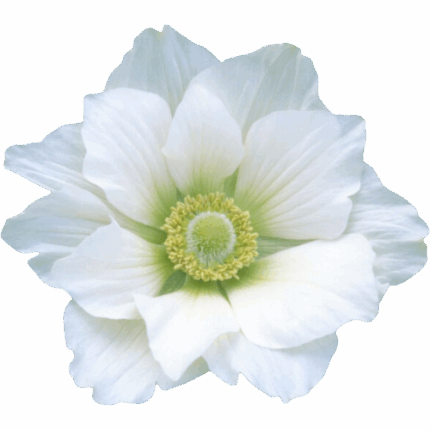 Anemone White green center hen