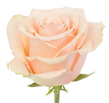 Rose Primavera 50cm ecuanros p