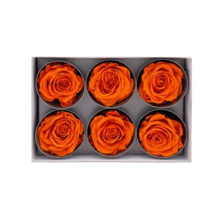 Lulu Rose Box Preserved Orange