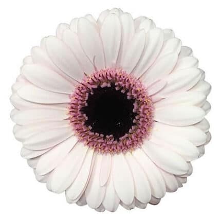 Germini Abby Lou holl(30st)