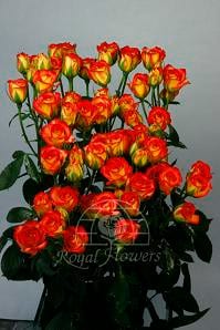 MAMBO #5 spray rio(bu)