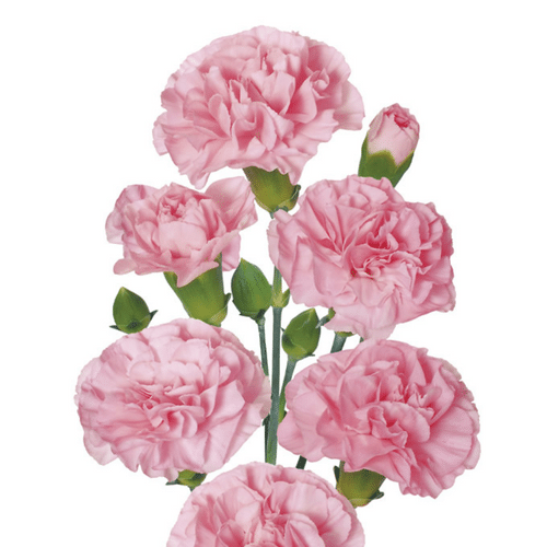 30087240-fbfb-432c-92ae-d7a963823e51.png CarnMini. Pink sole - Image 1