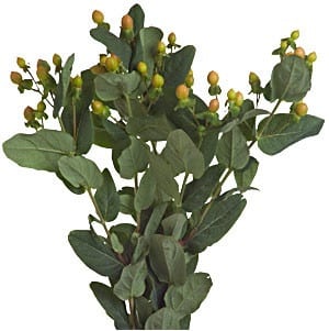 Hypericum Peach trilogy