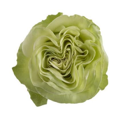 Rose Wasabi 70cm tessa