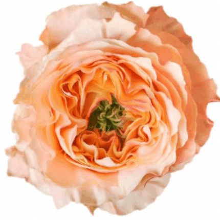 Rose Melon Xpression 60cm rpri