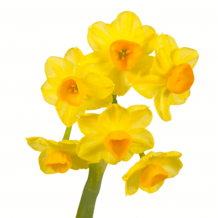 Daffodil Grand Soleil D'or holl