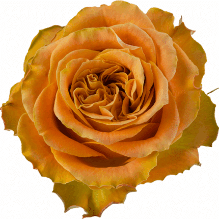 Rose CopperKiss 40cm rprima
