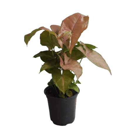 4" POTTED PINK BUTTERFLY