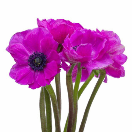 Anemone Fuchsia batten
