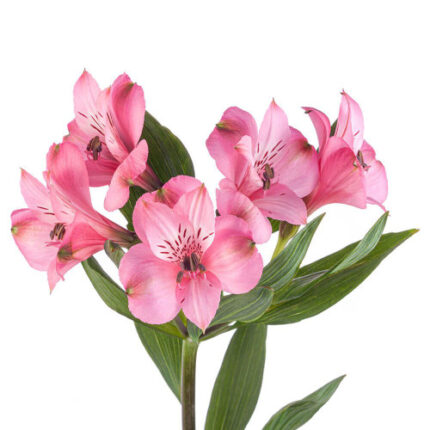 Alstro SupSel LtPink TESSA