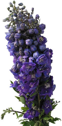 Delph. Purple amerilink