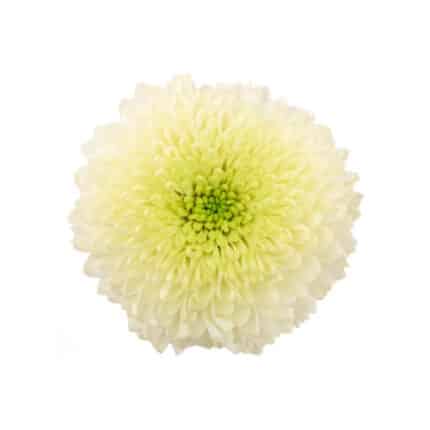 Mum Disbud Ball White cont - M DIS W CON