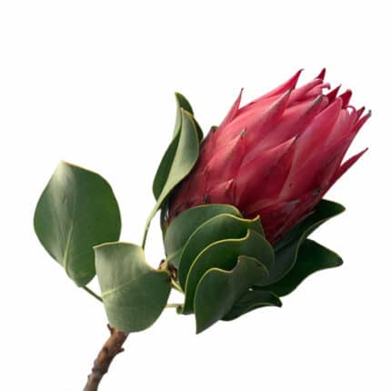 Protea Red Beauty holl(STEM)