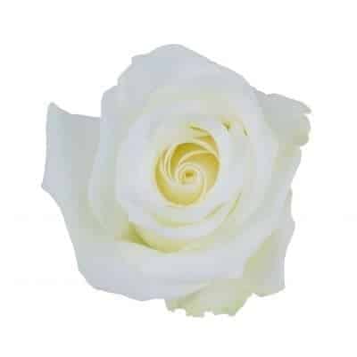 Rose Akito 50cm holex