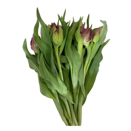 305e11fa-3112-44c1-ab10-c278af235bea.jpg Tulip Secret Parrot holl - Image 1
