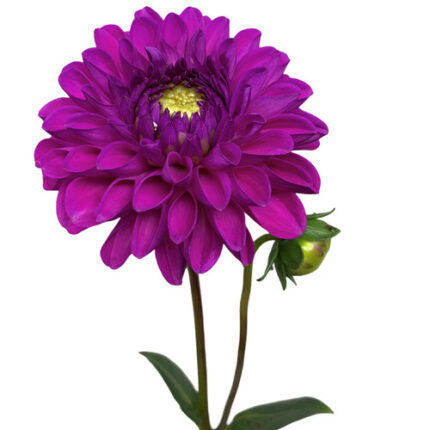 Dahlia Purple jersey
