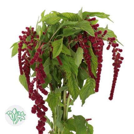 Amaranthus Rosary holl