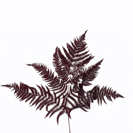 Leatherleaf Dried Red holex