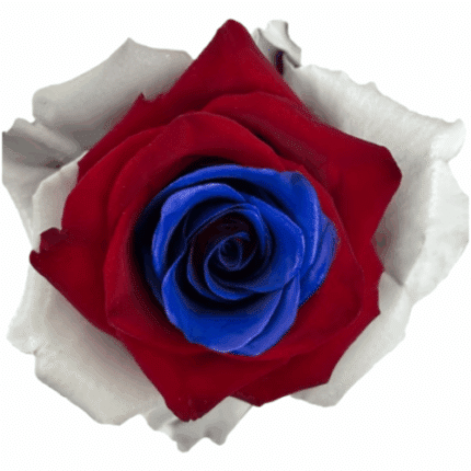 Rose President Lincoln 50cm fl