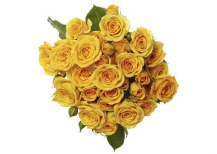 RoseSpray Yellow holl
