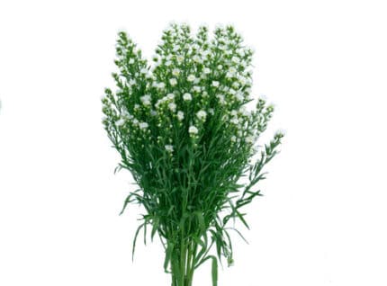 Carnival Aster White valleflor