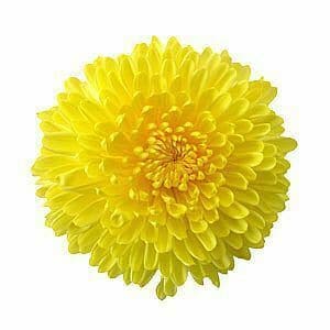 Mum Disbud Paldov Yellow bella