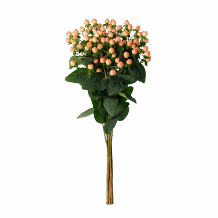 Hypericum Magical Tangerine my