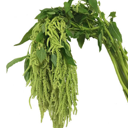 Amanthus Hanging Green 60cm to